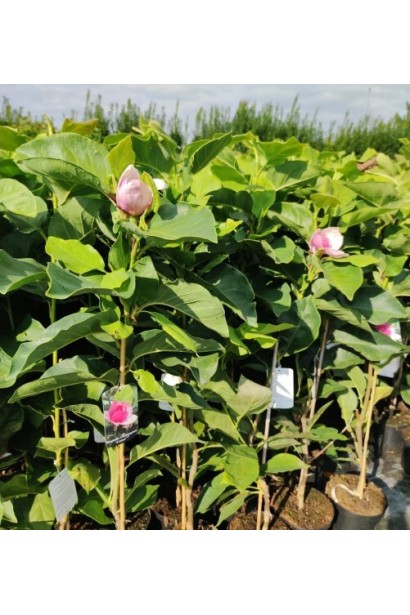 Магнолія Honey Tulip у горщику, готова для посадки. 